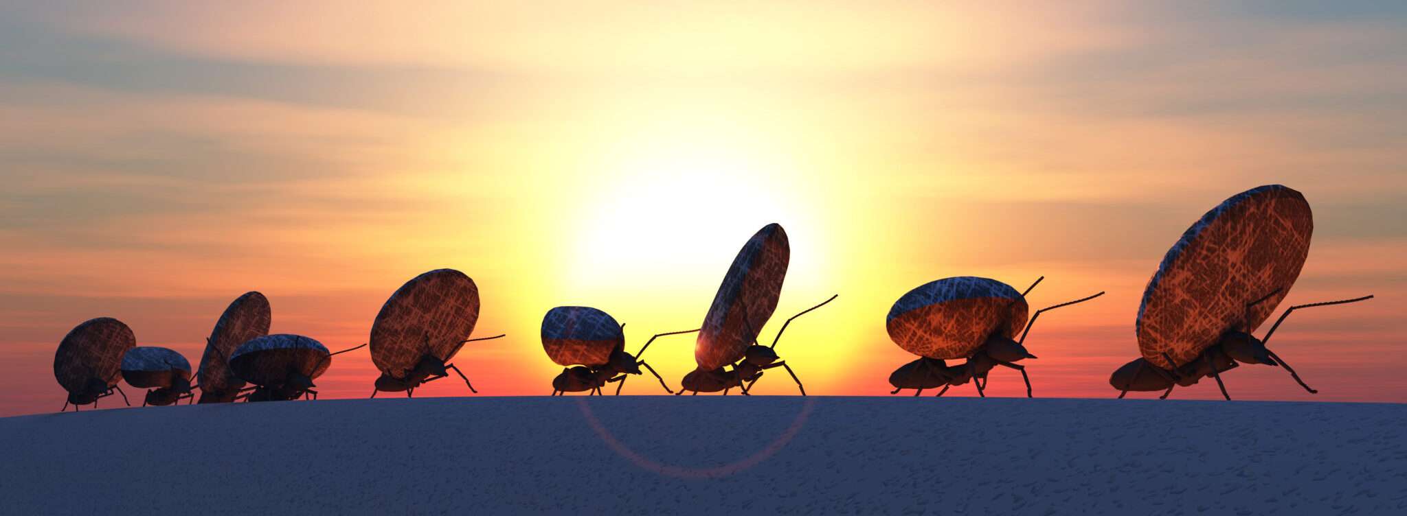 韓国の日没時に一列に並ぶ昆虫のグループ。