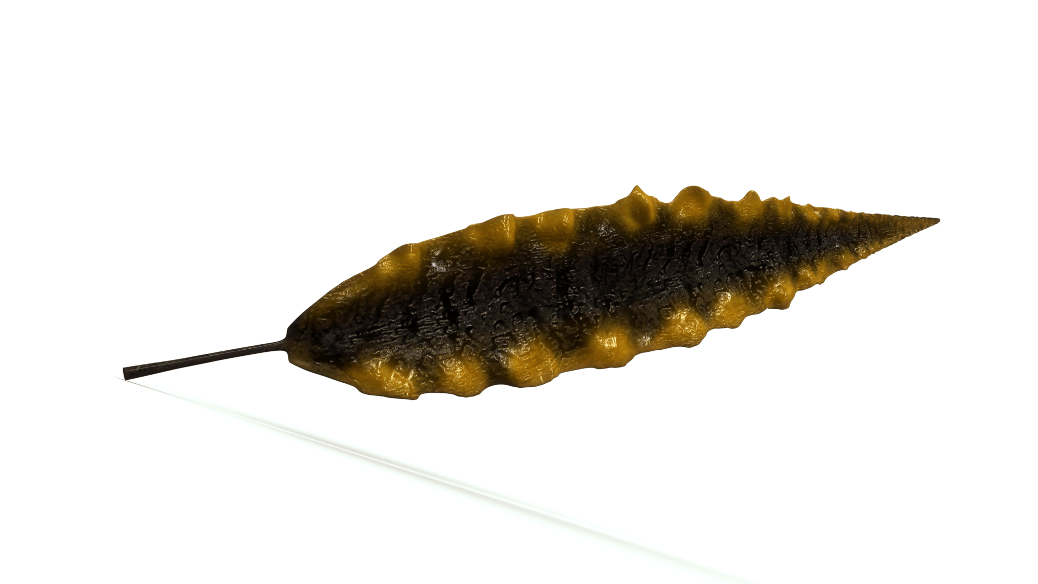 韓国のインスピレーションを感じられる、白い背景に葉の 3D モデル。