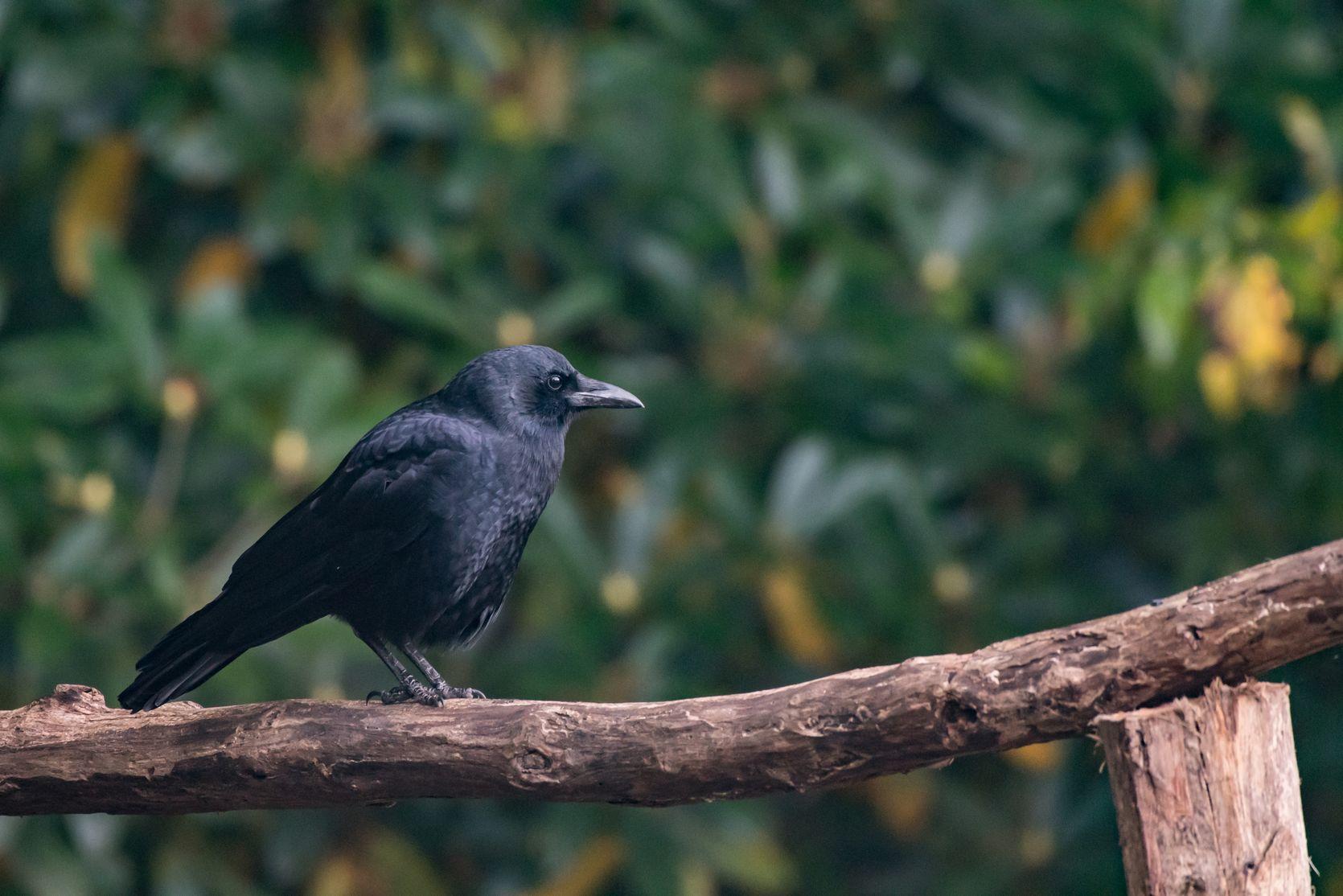韓国から来た黒いカラスが枝に座っています。