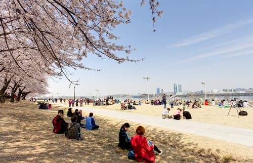 韓国の桜の木の下に座る人々のグループ。