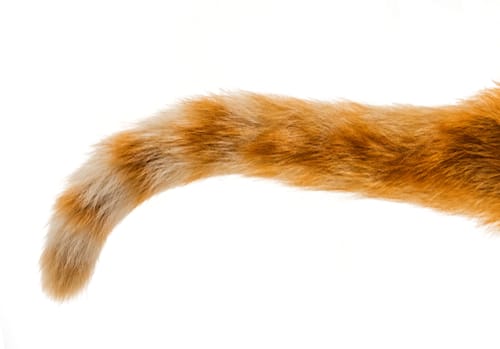 韓国風の白い背景に猫のしっぽ。