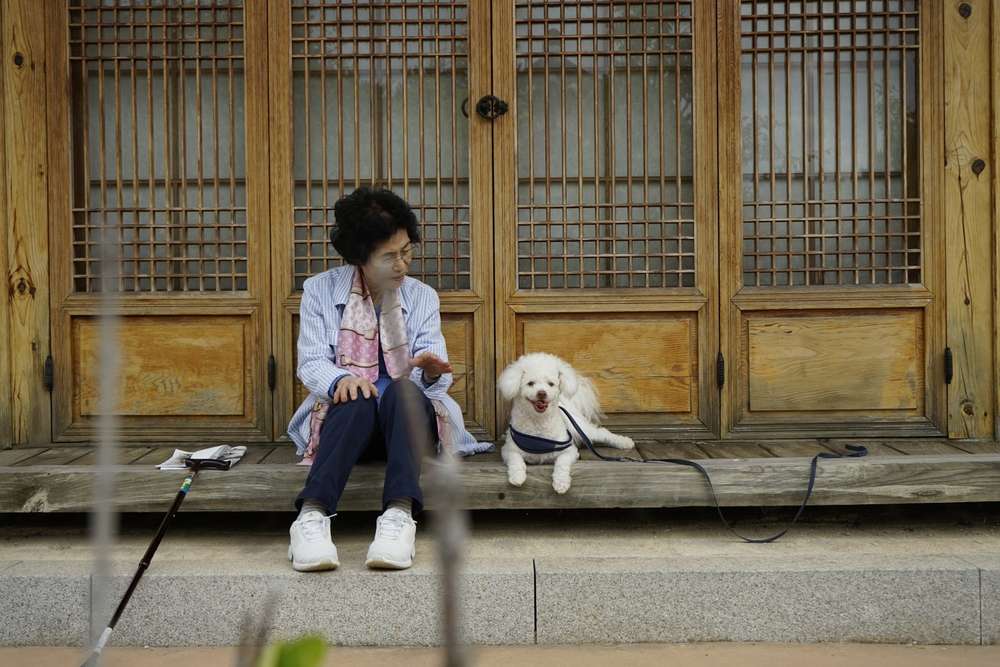 老人が木製のポーチに座り、隣には白い小さな犬がいて、二人とも静かな雰囲気を楽しんでいます。犬はリードにつながれており、老人は杖を横に持っています。背景には韓国の伝統的な木製のドアがあり、穏やかな風景に彩りを添えています。 老人が木製のポーチに座り、隣には白い小さな犬がいて、二人とも静かな雰囲気を楽しんでいます。犬はリードにつながれており、老人は杖を横に持っています。背景には韓国の伝統的な木製のドアがあり、穏やかな風景に彩りを添えています。